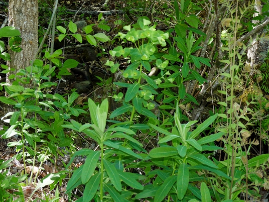 {Euphorbia purpurea}